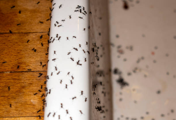Best Pest Removal Services  in Raytown, MO